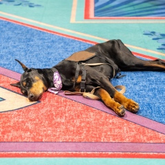 Purple-Day-Expo-2026-Afternoon-167